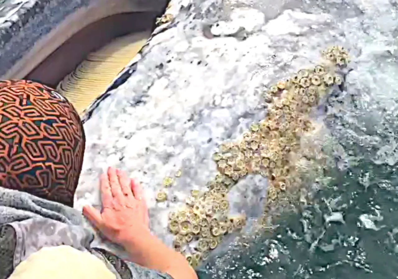 Tourists Experience 25-foot Whale
