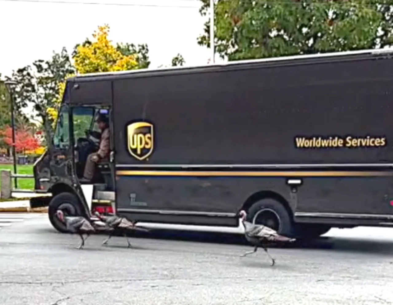 UPS Driver Escorts Wild Turkeys Through Busy Intersection