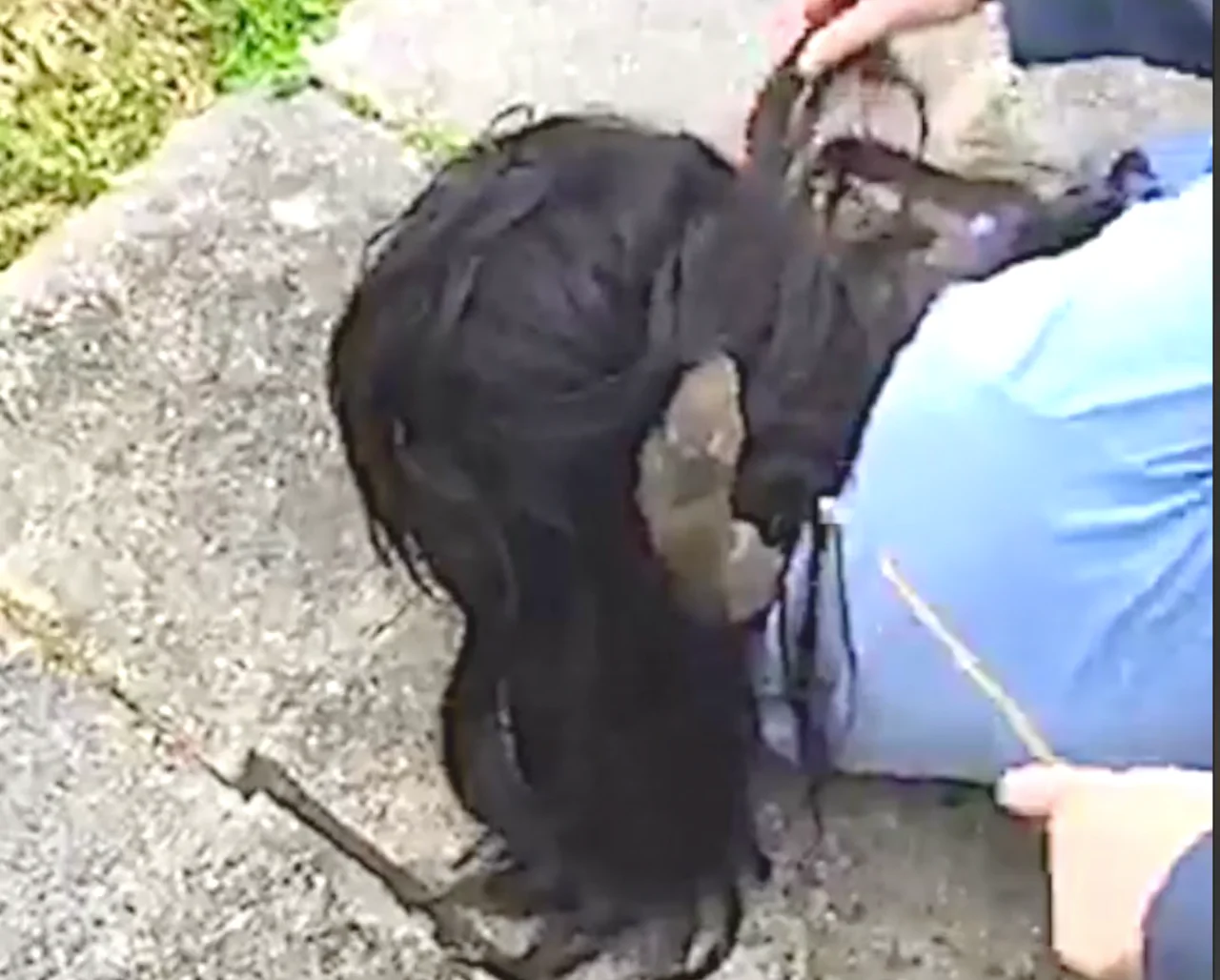 Squirrel Squirms Into Her Hair