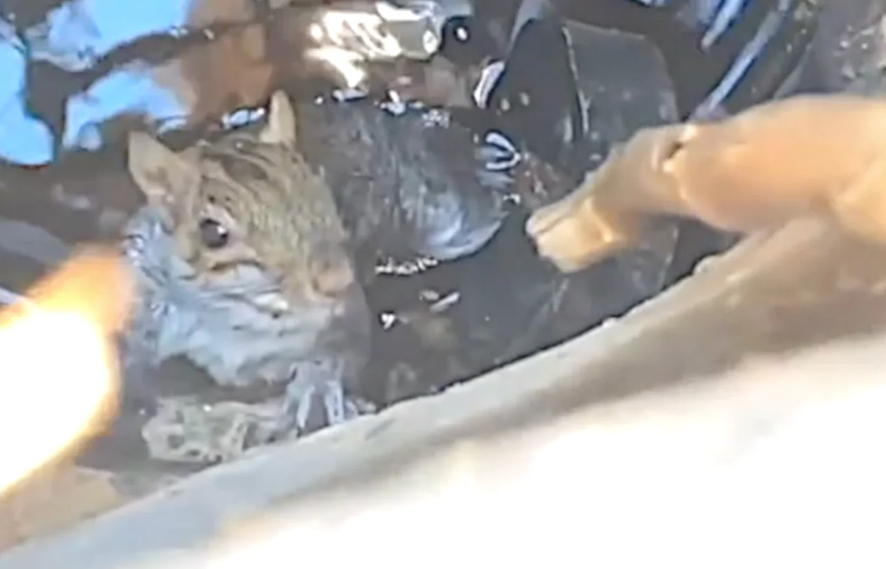 Soggy Squirrel Gets Helping Hand After Getting Itself Stuck Down Sewage Drain