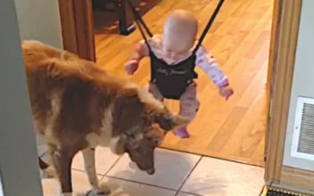 Baby in Bouncer Laughing at Dog Pouncing on Shadow