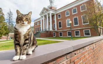 Cat Receives ‘Doctor of Litter-ature’ Degree
