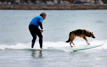 Dogs Shred Waves in Northern Spain Surfing Contest