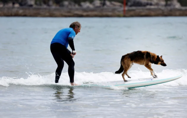 A surfer rides a wave with his dog at the Dingo Natura Dog Surfing Championships in Suances, Spain, on May 19, 2024. (Vincent West/Reuters)