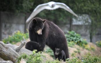 CDC: Family Contracts ‘Brain Worms’ After Cooking Black Bear Meat