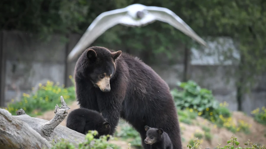 CDC: Family Contracts ‘Brain Worms’ After Cooking Black Bear Meat