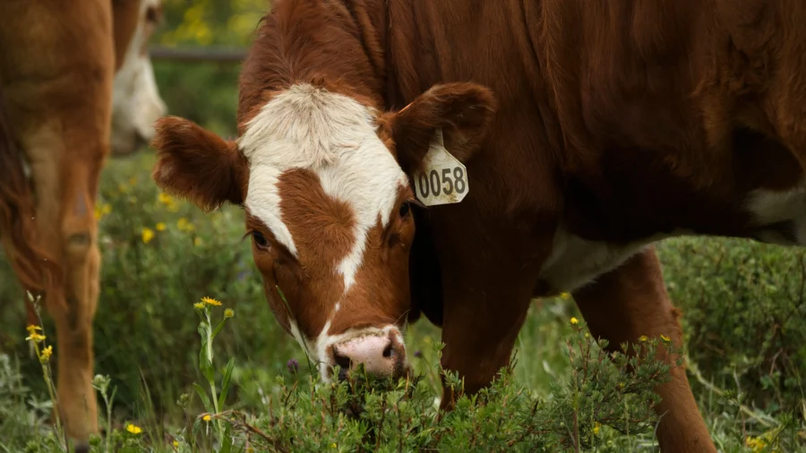 Lightning Strike Kills Colorado Rancher and 34 Head of Cattle