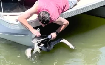 Florida Men Rescue Pelican