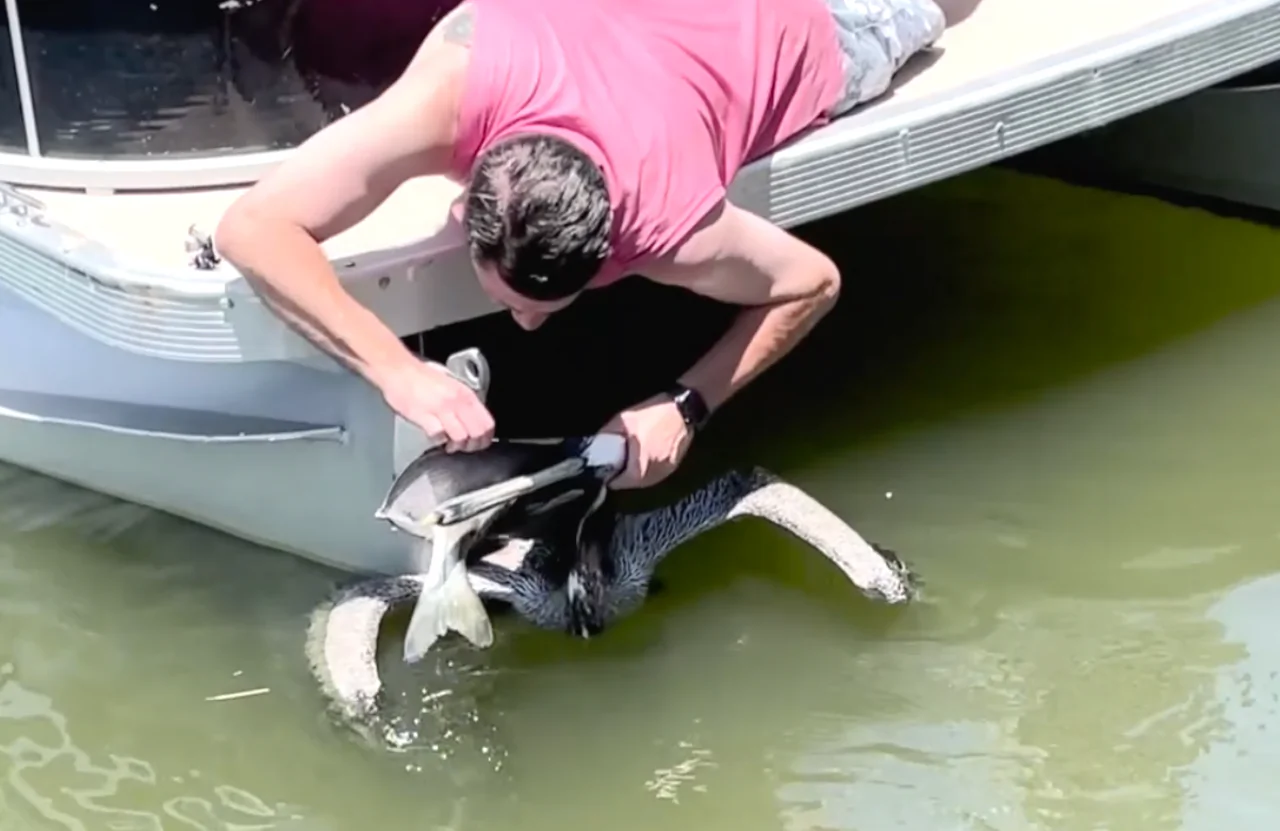 Florida Men Rescue Pelican