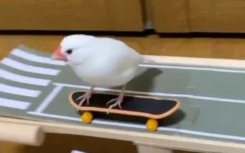 Bird Skateboarding