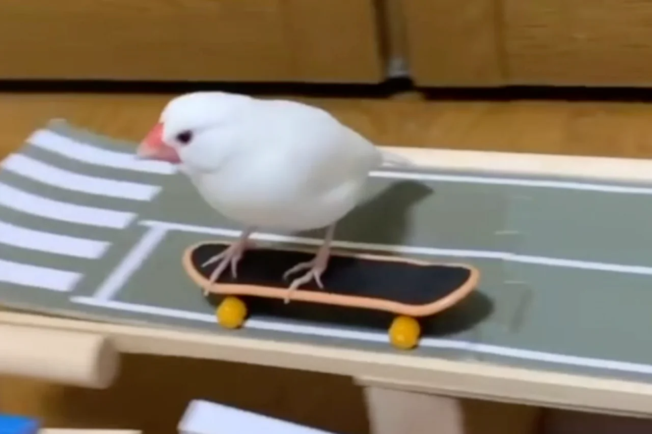 Bird Skateboarding