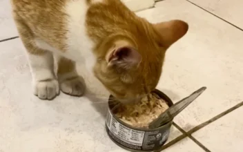 Stray Cat Follows Couple Into Their Apartment