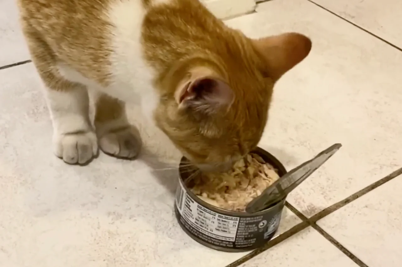 Stray Cat Follows Couple Into Their Apartment