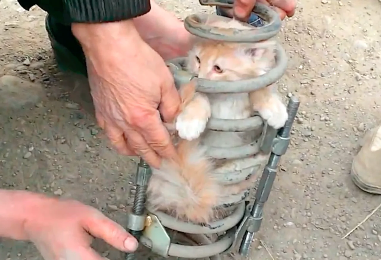 Cat Rescue from Car Spring
