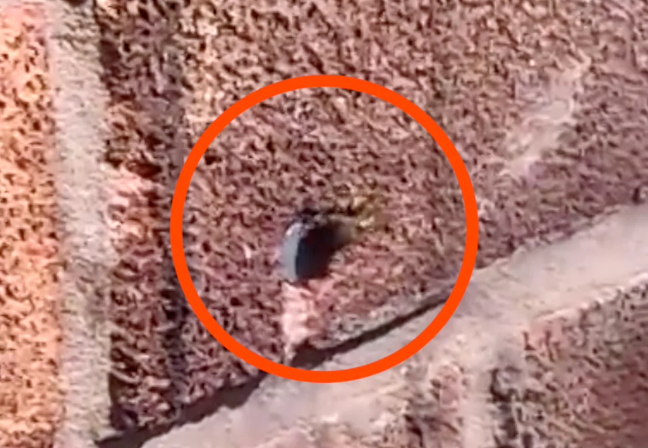 Bee Pulls Nail Out of Wall