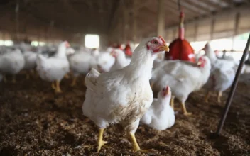 New Case of Bird Flu in Human Confirmed by CDC