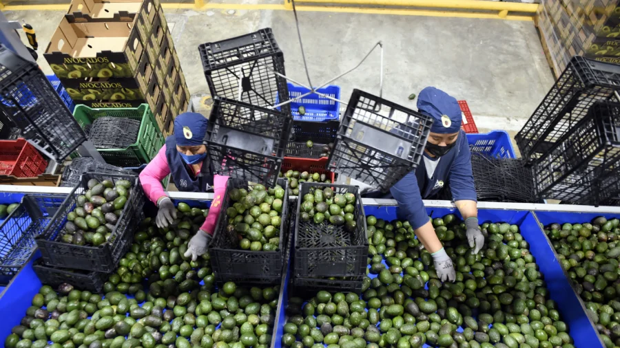 Attack on USDA Employees Halts Inspection of Avocados, Mangos From Mexico