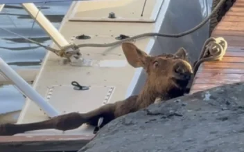 Baby Moose Trapped in Lake Is Saved by Alaska Man and Police as Its Worried Mom Watches