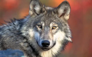 Removal of Gray Wolves Wreaked Havoc on Western US Ecosystem: Study