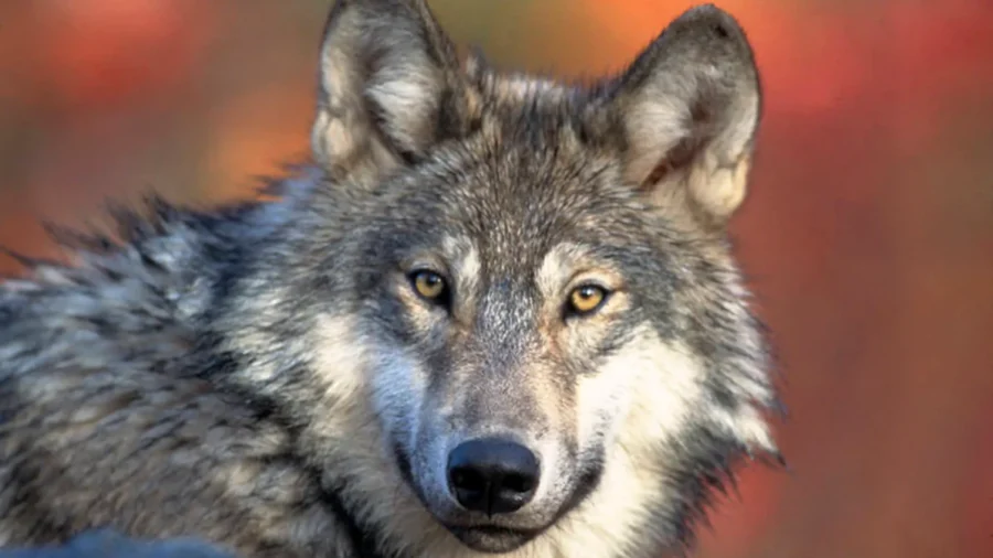 Removal of Gray Wolves Wreaked Havoc on Western US Ecosystem: Study