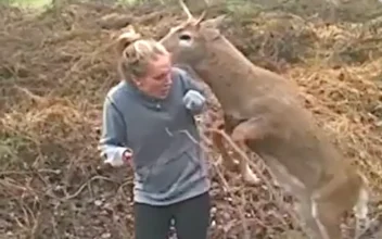 Deer Tries to Get Too Friendly With Girl