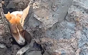 Stuck Dogs Being Rescued