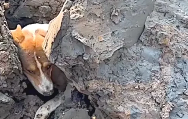 Stuck Dogs Being Rescued