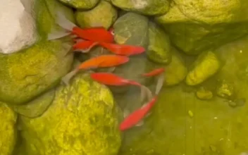 Group of Goldfish Attempt Rescue of Fish Trapped Between Rocks