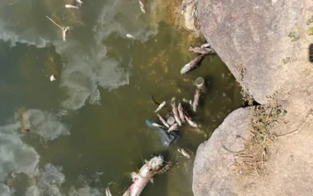 Utah Officials Investigate Deaths of Hundreds of Fish Found Floating in Pond