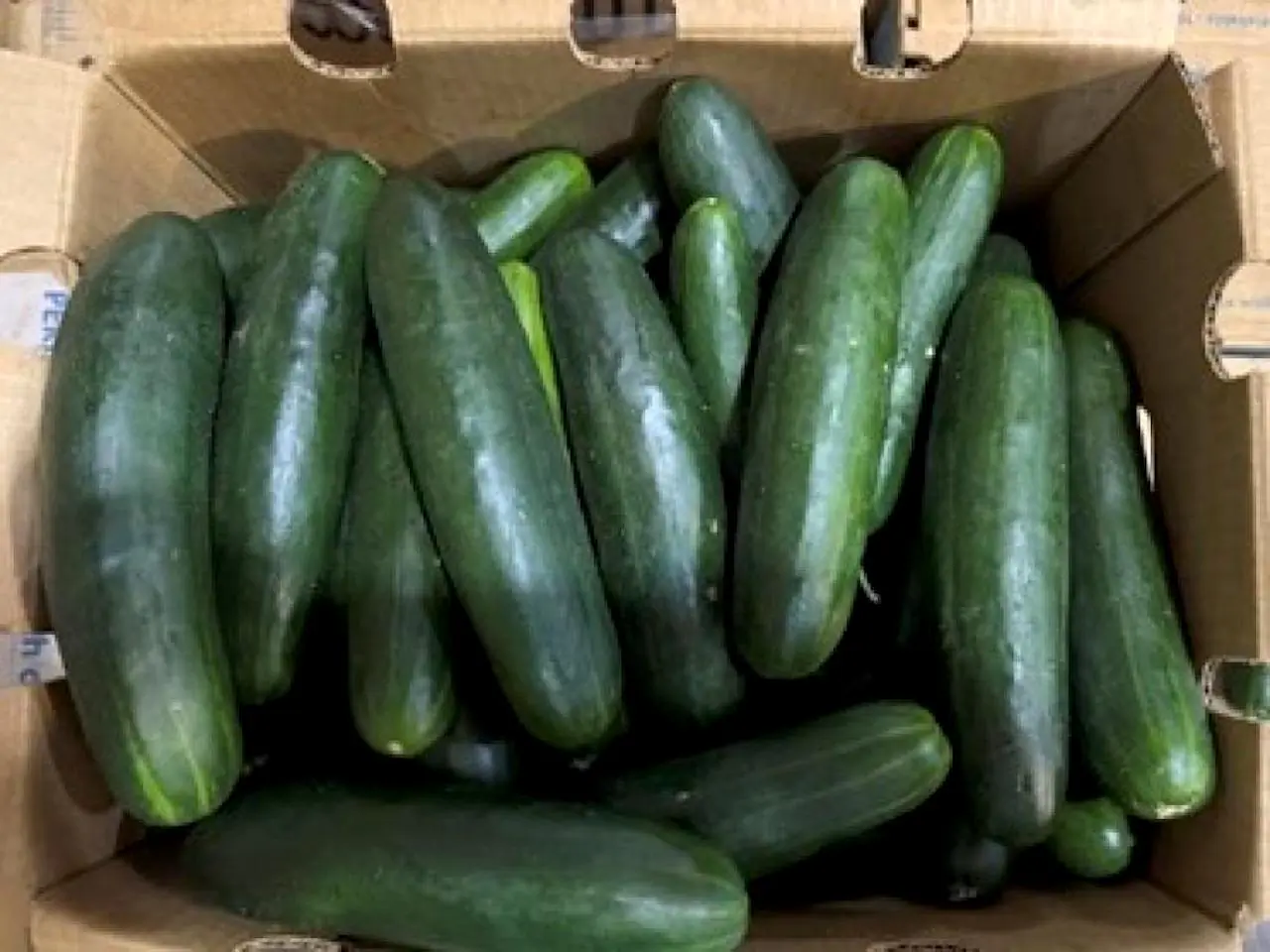 Cucumbers Recalled After 26 Sickened in Salmonella Outbreak