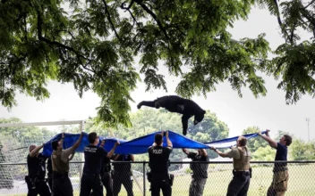 Tranquilized Black Bear Takes Dive From Tree, Falls Into Waiting Tarp