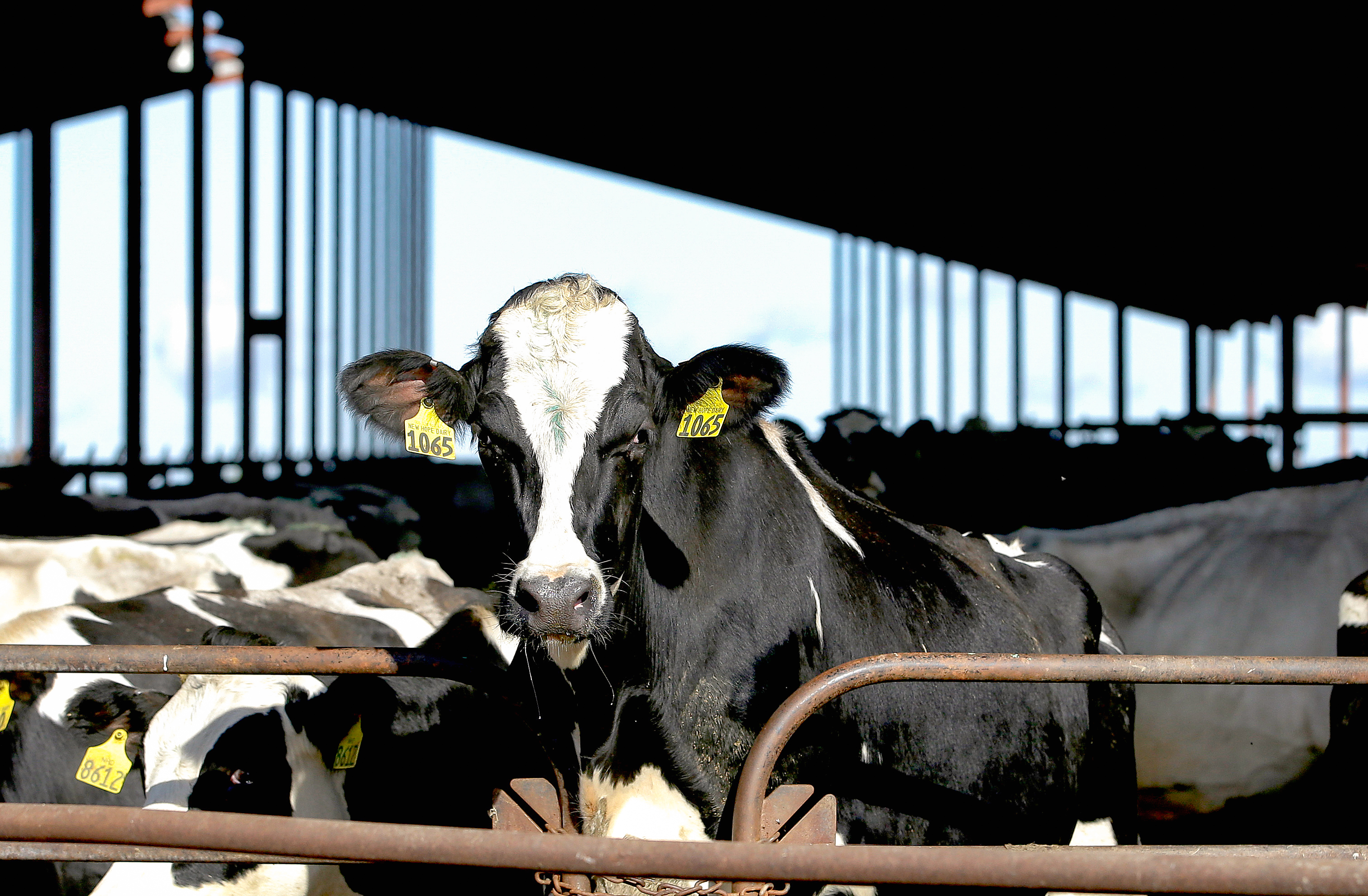 Bird Flu Confirmed in Wyoming Cattle Herd, 12th State to Record Infections