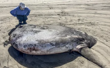 Rare 7-foot Fish Washed Ashore on Oregon’s Coast Garners Worldwide Attention