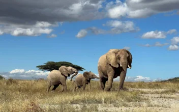African Elephants Call Each Other by Unique Names, New Study Shows