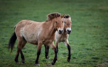 Wild Horses Return to Kazakhstan’s Golden Steppe After Some 200 Years
