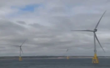 What More Offshore Wind Farms Could Mean for Sea Life