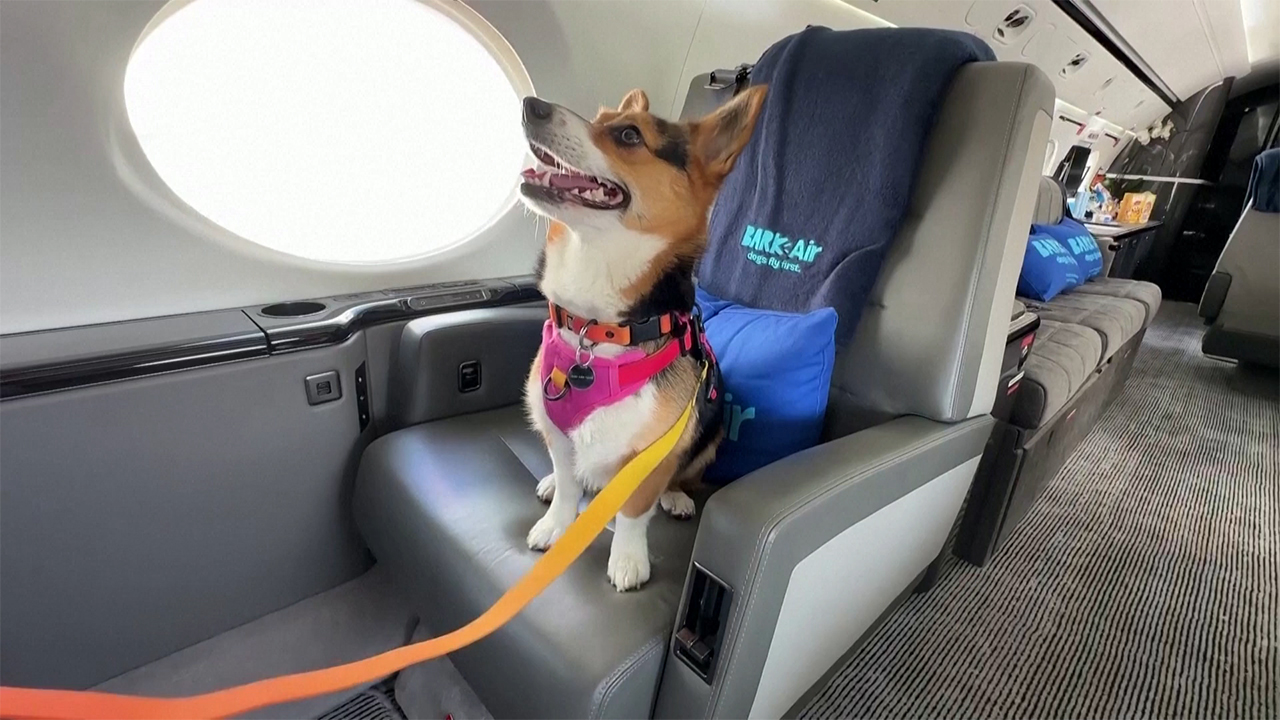 BARK Air Offers Dog-First Flying Experience | NTD