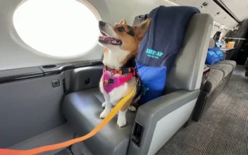 BARK Air Offers Dog-First Flying Experience