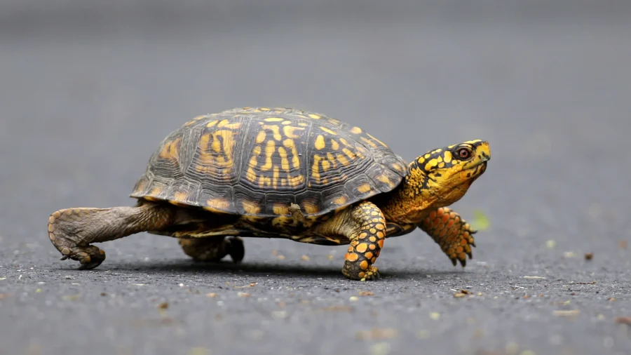 Chinese Woman Facing Charge of Trying to Smuggle Turtles Across Vermont Lake to Canada