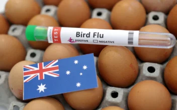 Bird Flu Hits McDonald’s Breakfasts in Australia