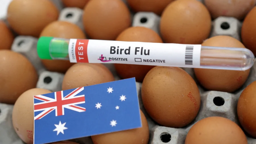 Bird Flu Hits McDonald’s Breakfasts in Australia