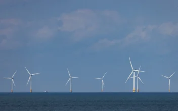 Offshore Wind Development Believed to Cause Whale Deaths: Expert