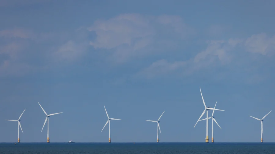 Offshore Wind Development Believed to Cause Whale Deaths: Expert