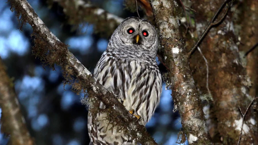 To Save Spotted Owls, US Officials Plan to Kill Hundreds of Thousands of Another Owl Species