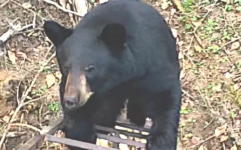 Curious Black Bear Climbs Ladder