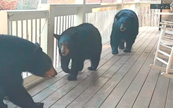A Quick Drop-In by the Bear Family