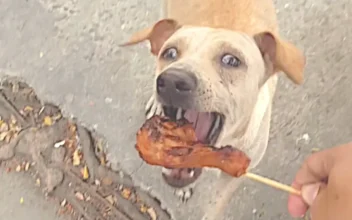 Mama Dog Begs, Brings Food Back to Pups
