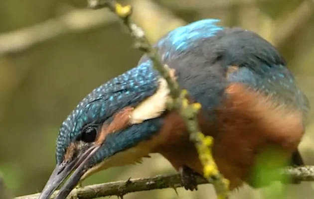 Kingfisher Dad Encourages All Seven Chicks to Fly for the First Time