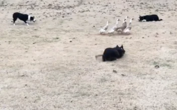 Dogs Lead Ducks Through Tricky Obstacle Course