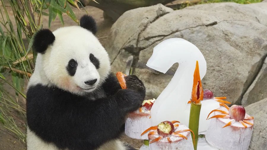 Pandas in San Diego Offer Hints About US–China Ties
